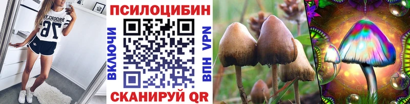 дарнет шоп  Сафоново  Псилоцибиновые грибы Psilocybine cubensis 